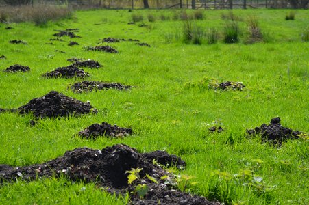 Flora tree molehills