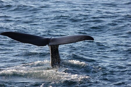Arctic circle sperm whale caudal fin