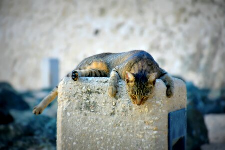 Sleeping nap cute