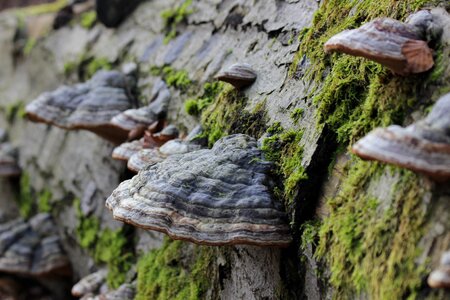 Beech mushroom mushrooms photo