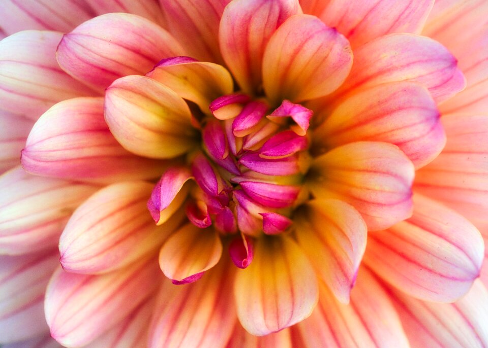 Blossom bloom close up