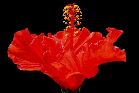 Bloom hibiscus flower red