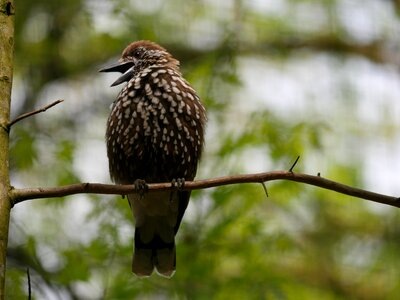 Nutcracker sing feather