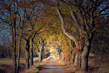 Nature road late autumn