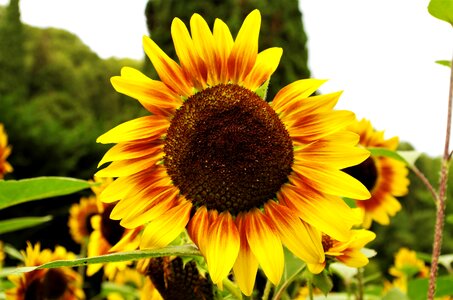 Flower sunflower yellow