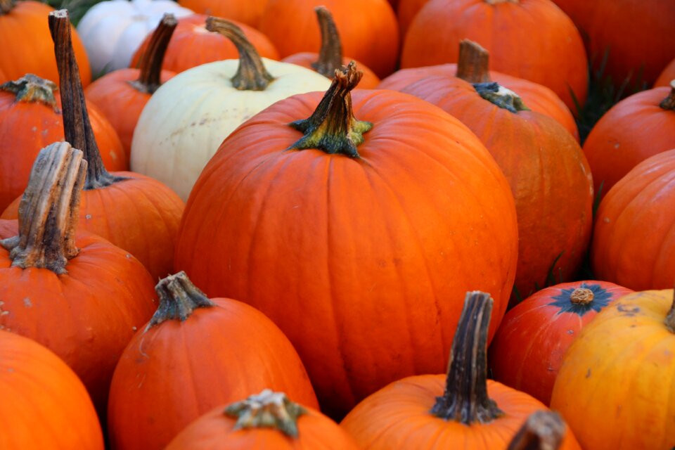 Halloween orange october