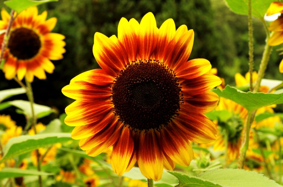 Flower sunflower yellow
