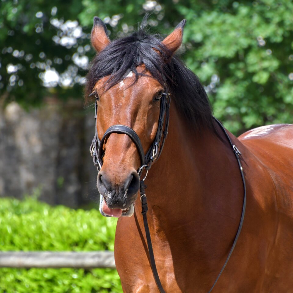 Portrait equine animal