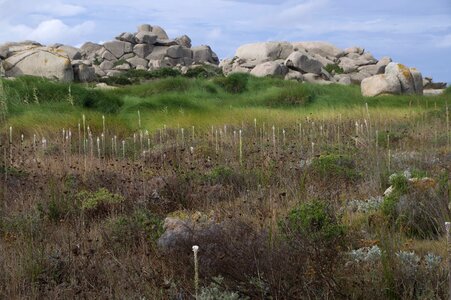 Rocks granite wild