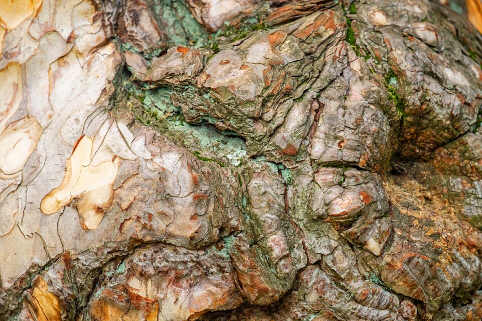 Texture background wood