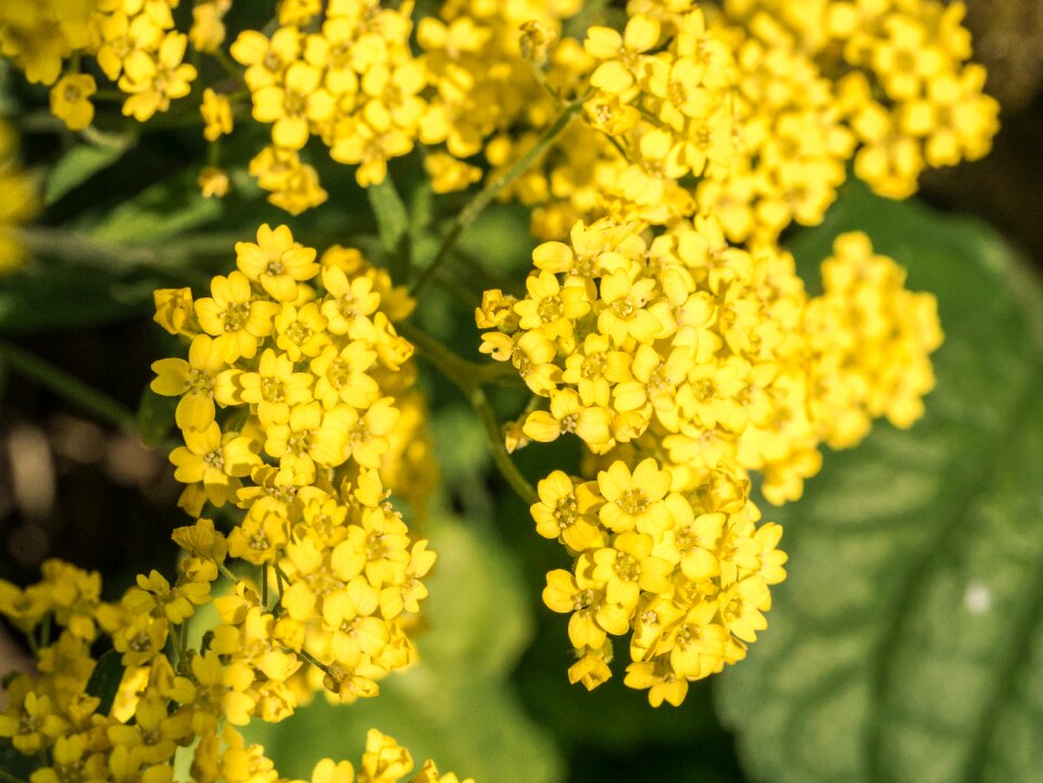 Yellow bright summer