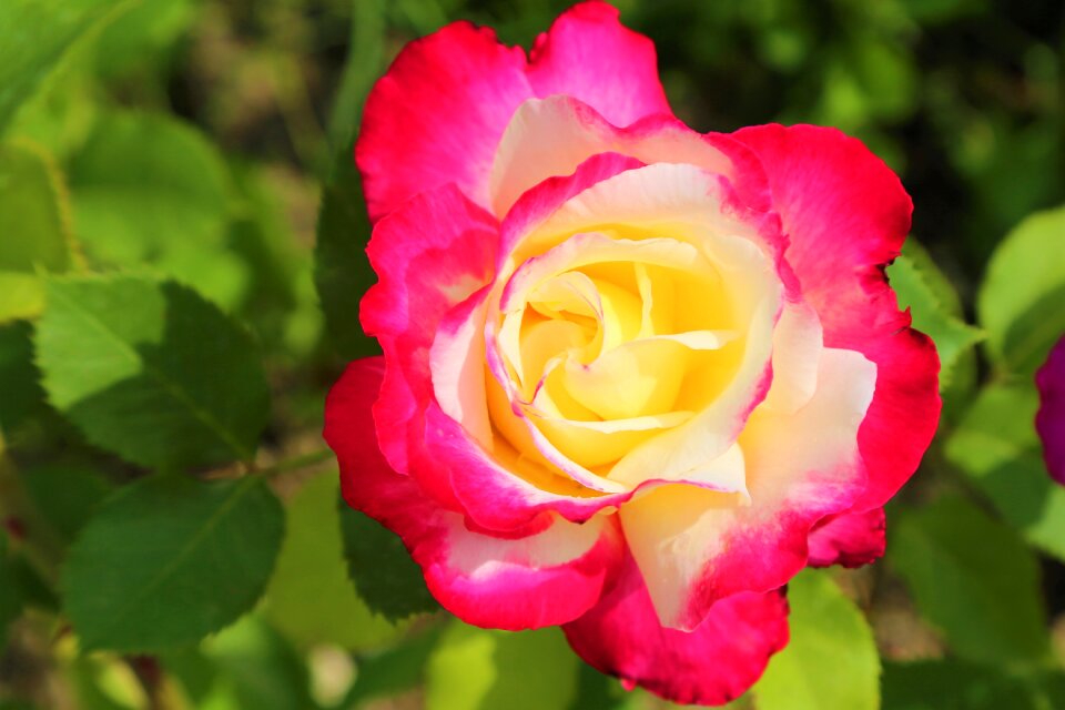Nature romantic romance