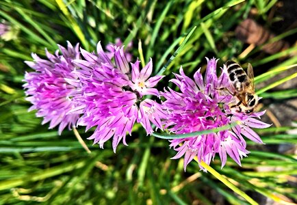 Blossoming chives flower purple honey bee photo