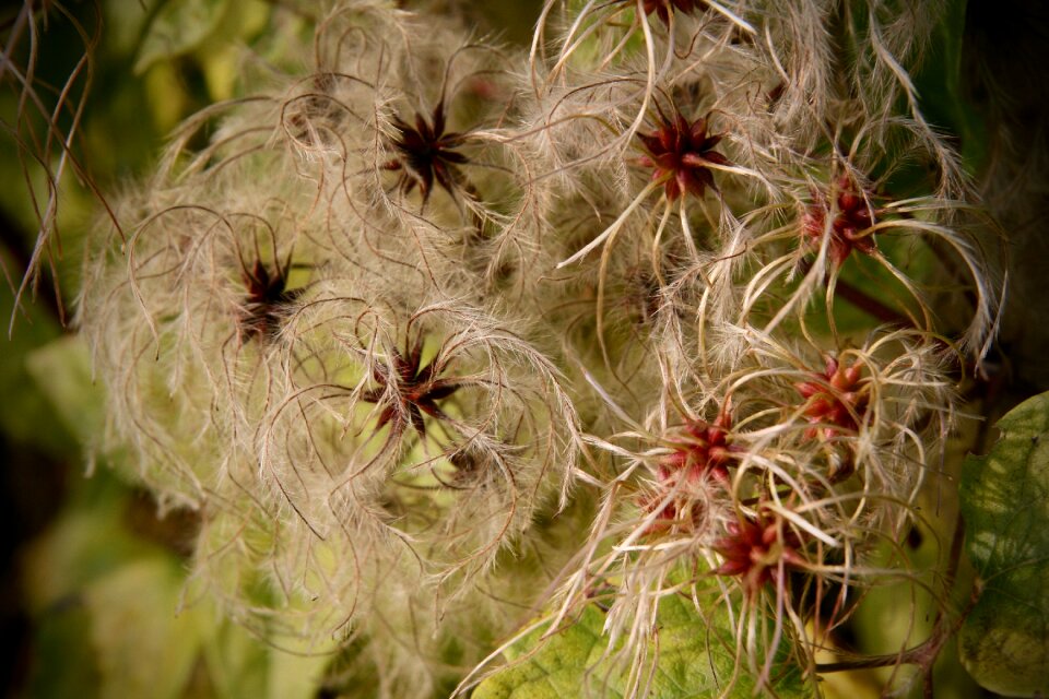Trockenblume faded infructescence