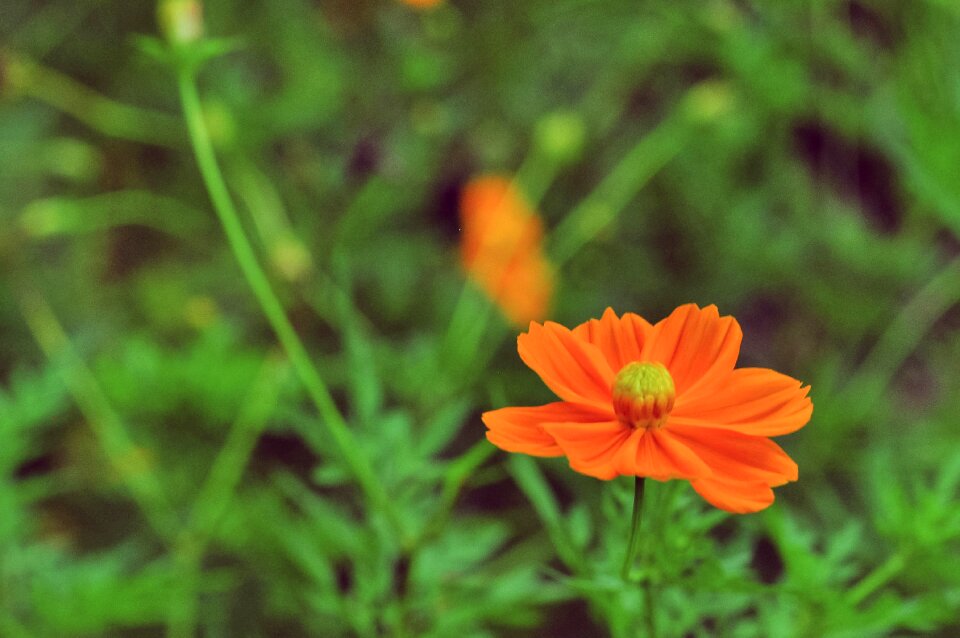 Garden green spring
