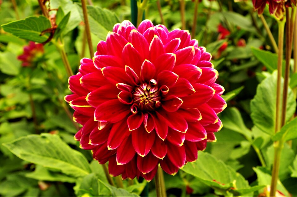 Flower mottled dalia red