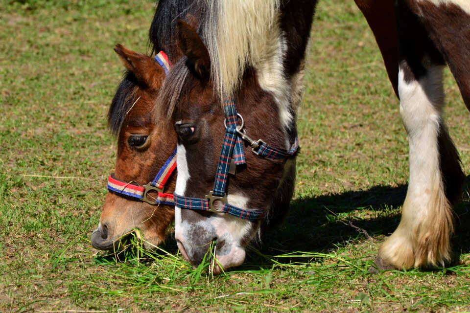 Grass pasture graze