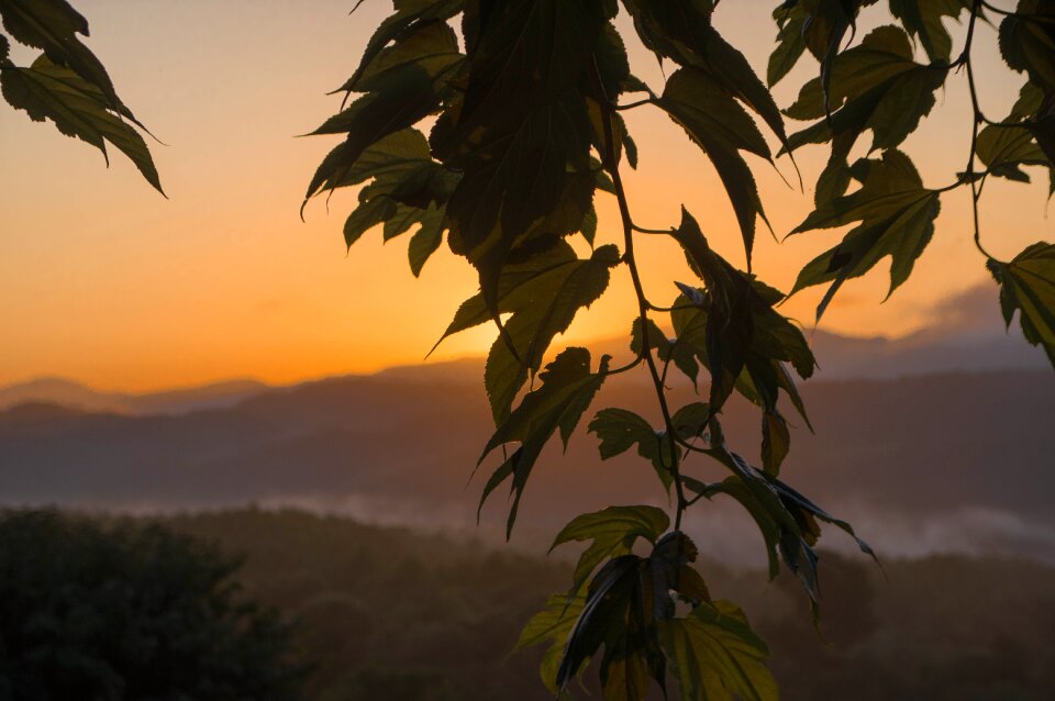 Branch leaves mist