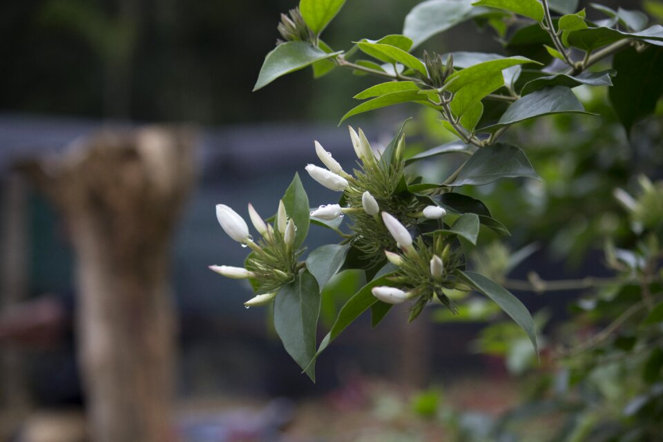 White flower nature