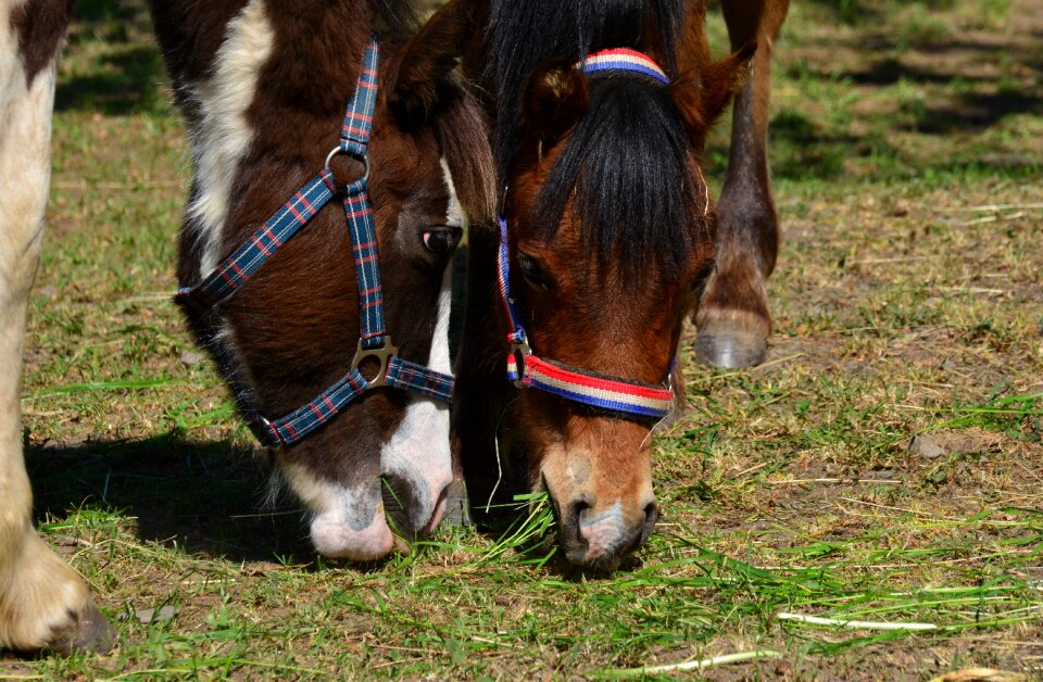 Grass pasture graze