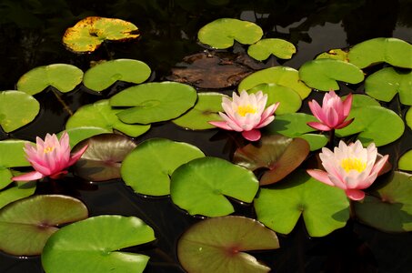 Flowers waterlilies rosa