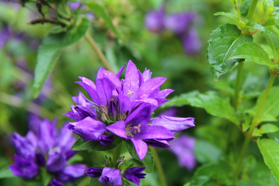 Perennial violets bloom flower perennial