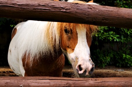 Horse mane pony