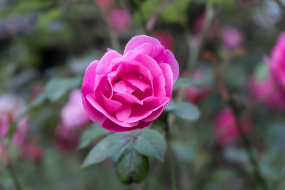 Romantic romance blossom romantic flowering