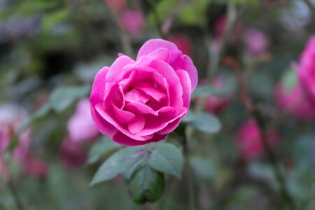 Romantic romance blossom romantic flowering photo