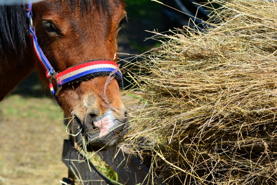 Pasture coupling foot
