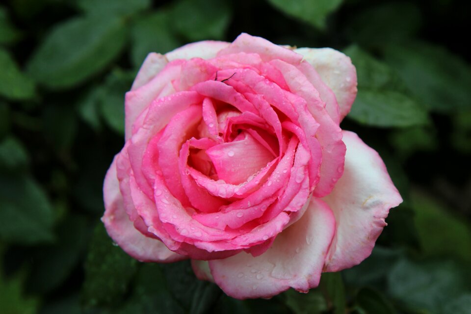 Pink flowers pink flower rose petals
