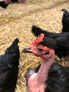 Hen farm livestock photo