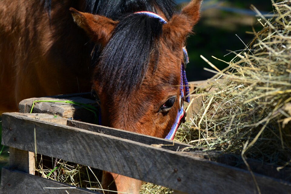 Pasture coupling foot
