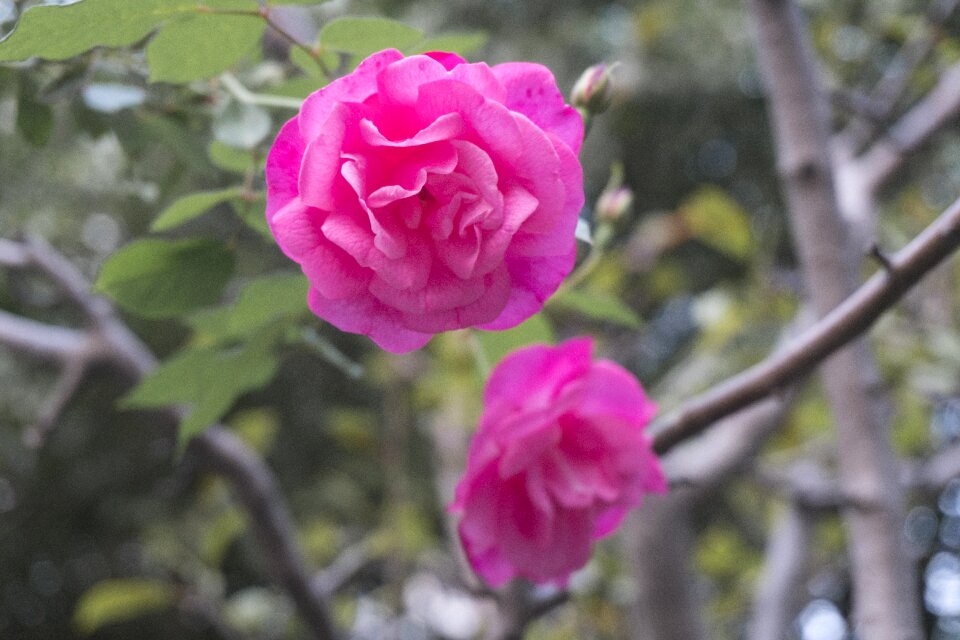 Flower romantic flowers