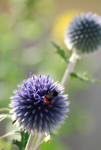 Echinops thistle bee