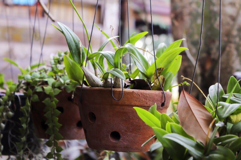 Plant flowers greens