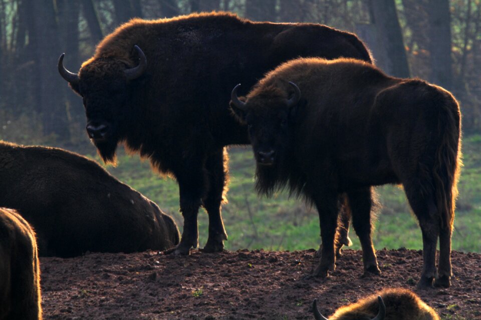 Massive beef horns