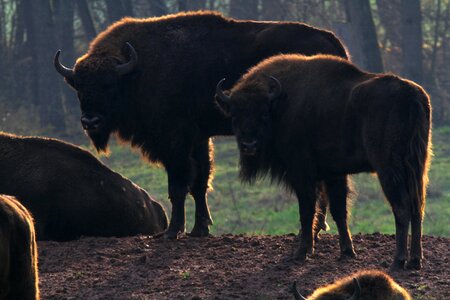 Massive beef horns