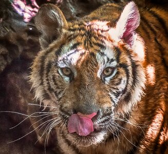 Wild cat animal