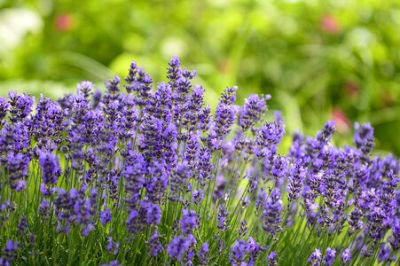 Violet flower garden