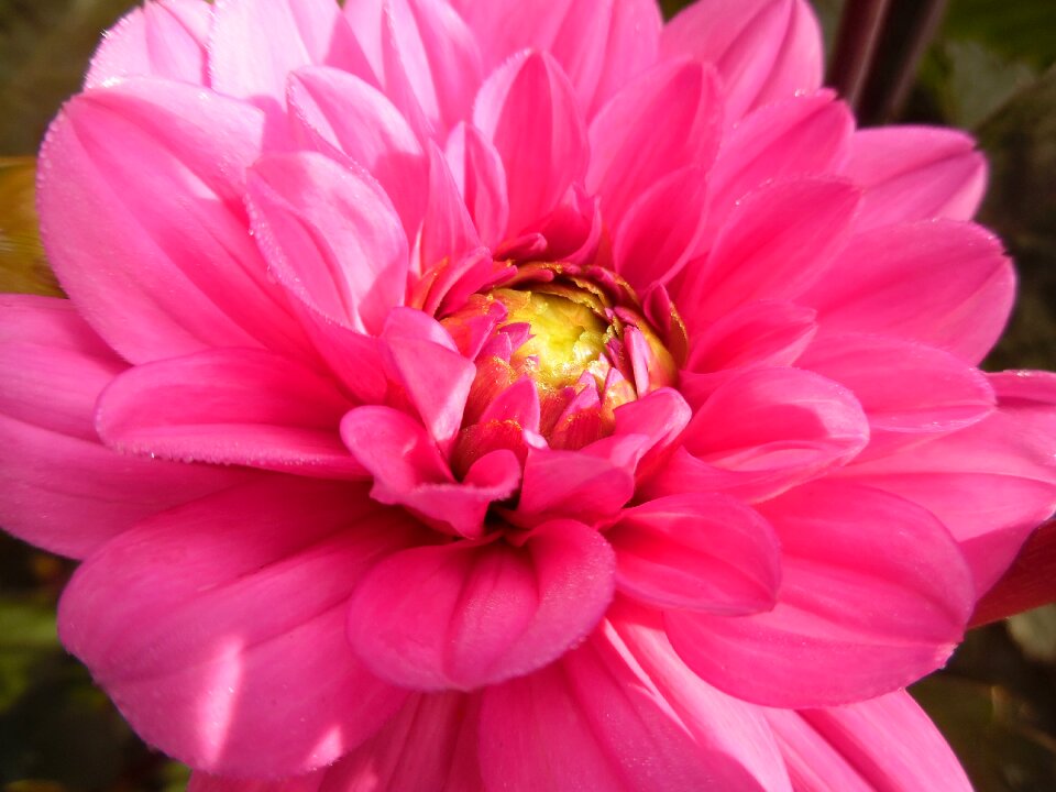 Bloom pink garden