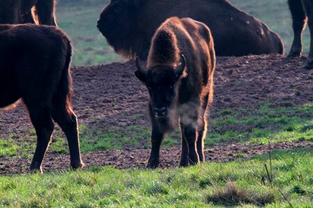 Massive beef horns