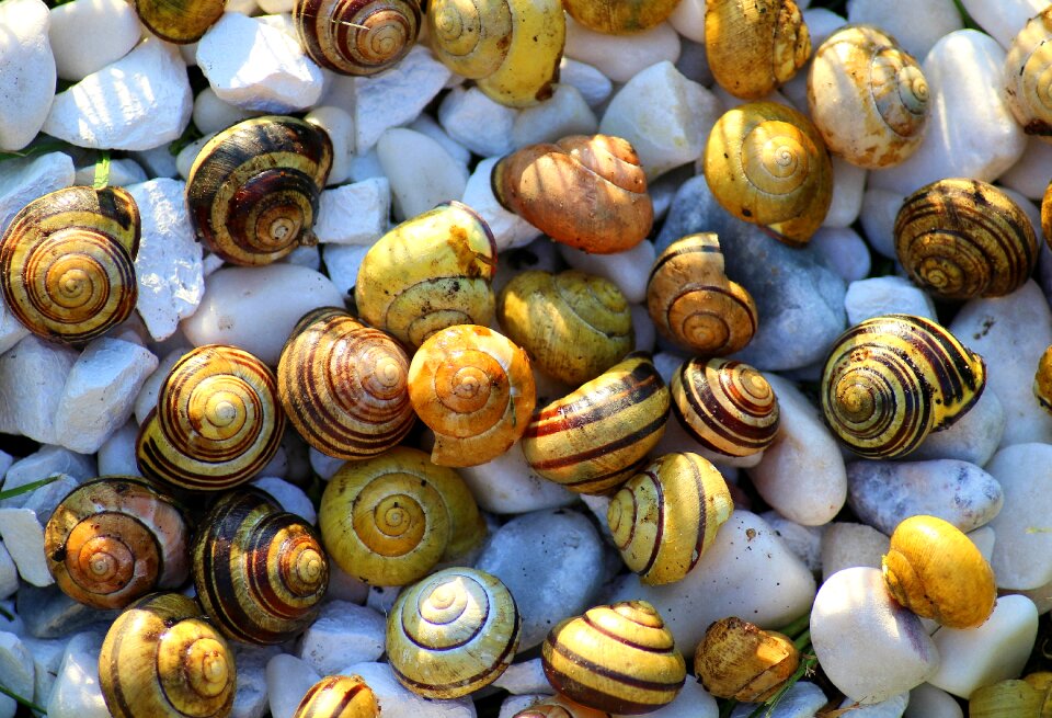 Seashell nature spring