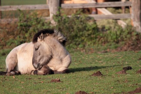 Conservation project horse freilebend