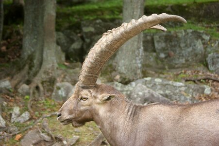 Alpine goat horn photo