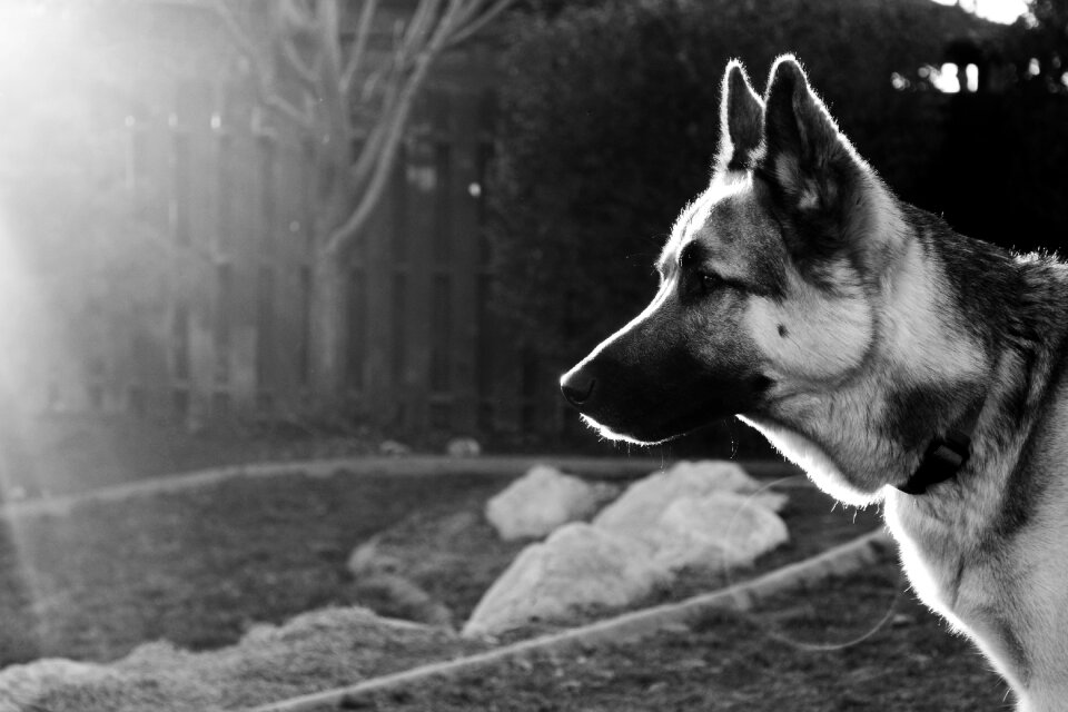 People mammal gray dog