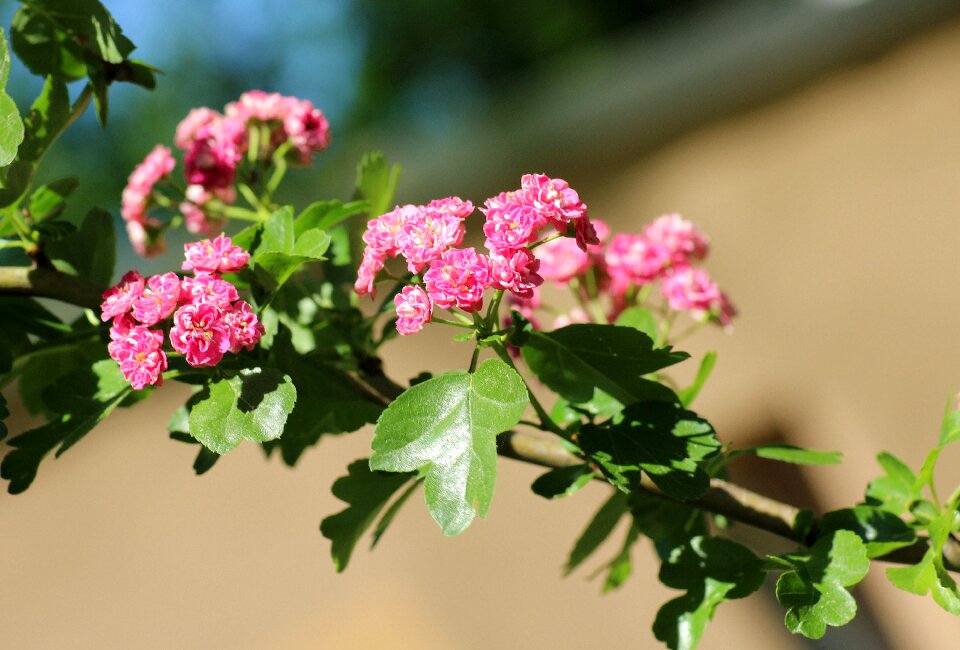 Flowering may flowers