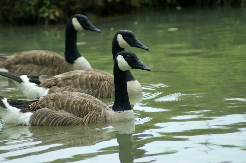 Bird goose wildlife