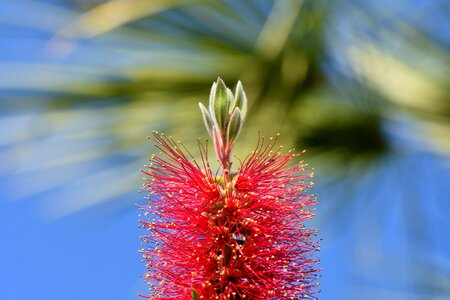 Flower plant red