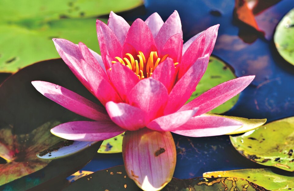 Bloom nuphar lutea water flower